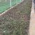 精品山桃草优质山桃草自产自销山桃草种植基地