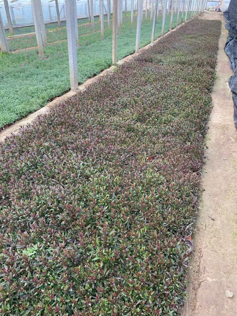 精品山桃草优质山桃草自产自销山桃草种植基地