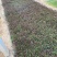 精品山桃草优质山桃草自产自销山桃草种植基地