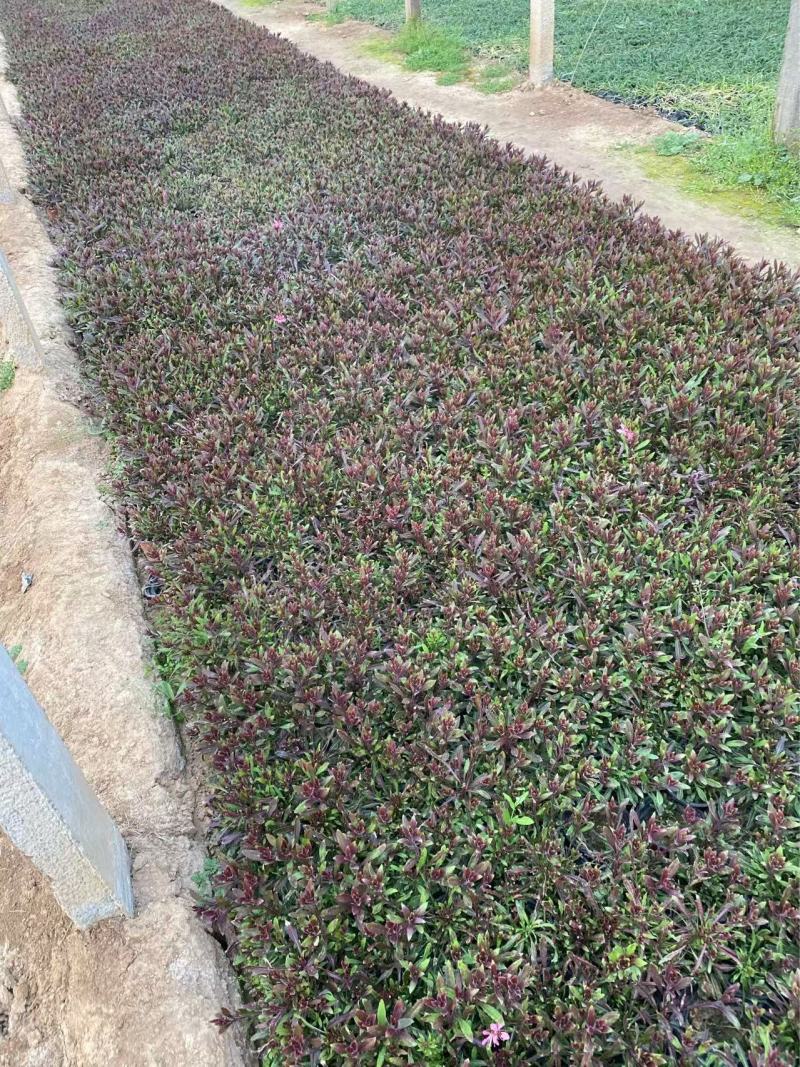 精品山桃草优质山桃草自产自销山桃草种植基地