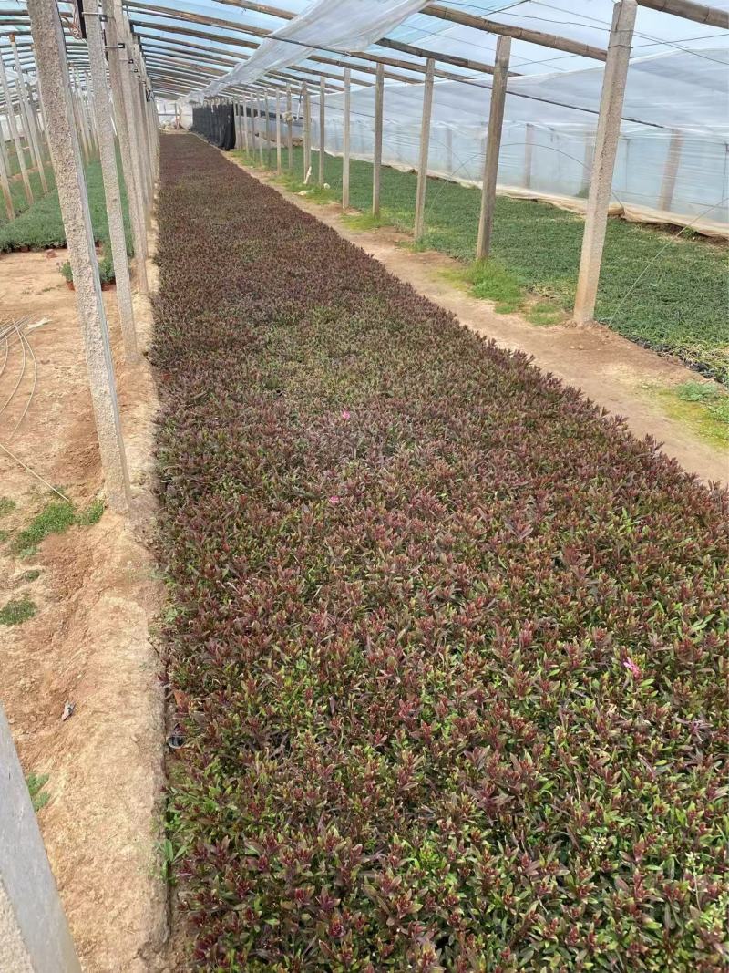 精品山桃草优质山桃草自产自销山桃草种植基地