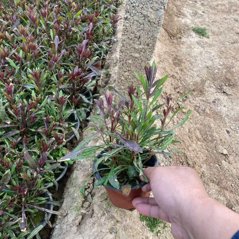 精品千鸟花优质千鸟花千鸟花自产自销种植基地