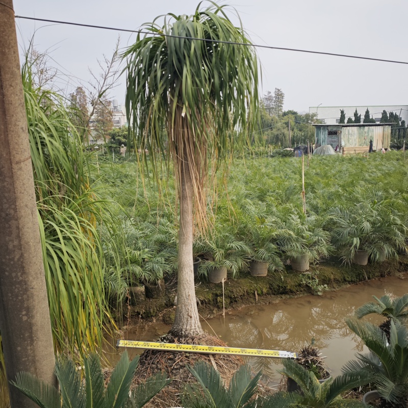 2501苗圃供应大棵老桩酒瓶兰盆栽袋苗地苗