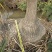 2501苗圃供应大棵老桩酒瓶兰盆栽袋苗地苗