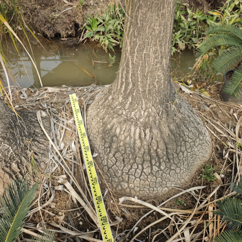 2501苗圃供应大棵老桩酒瓶兰盆栽袋苗地苗