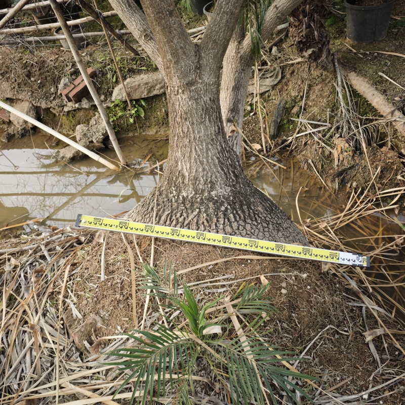 2501苗圃供应大棵老桩酒瓶兰盆栽袋苗地苗