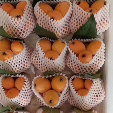 云南蒙自枇杷