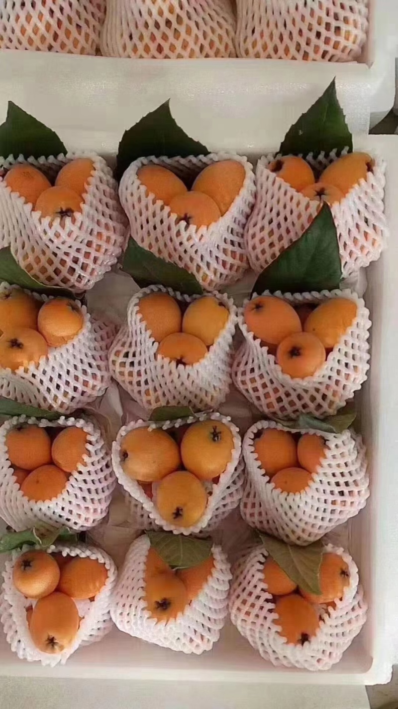云南蒙自枇杷