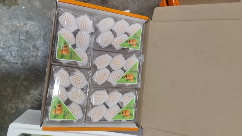 云南蒙自枇杷