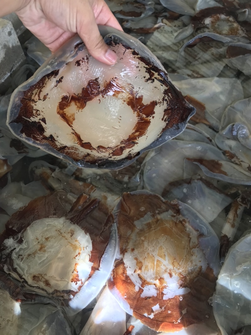 正宗黄海海蜇