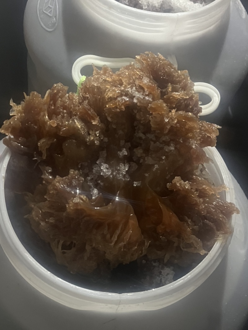 正宗黄海海蜇