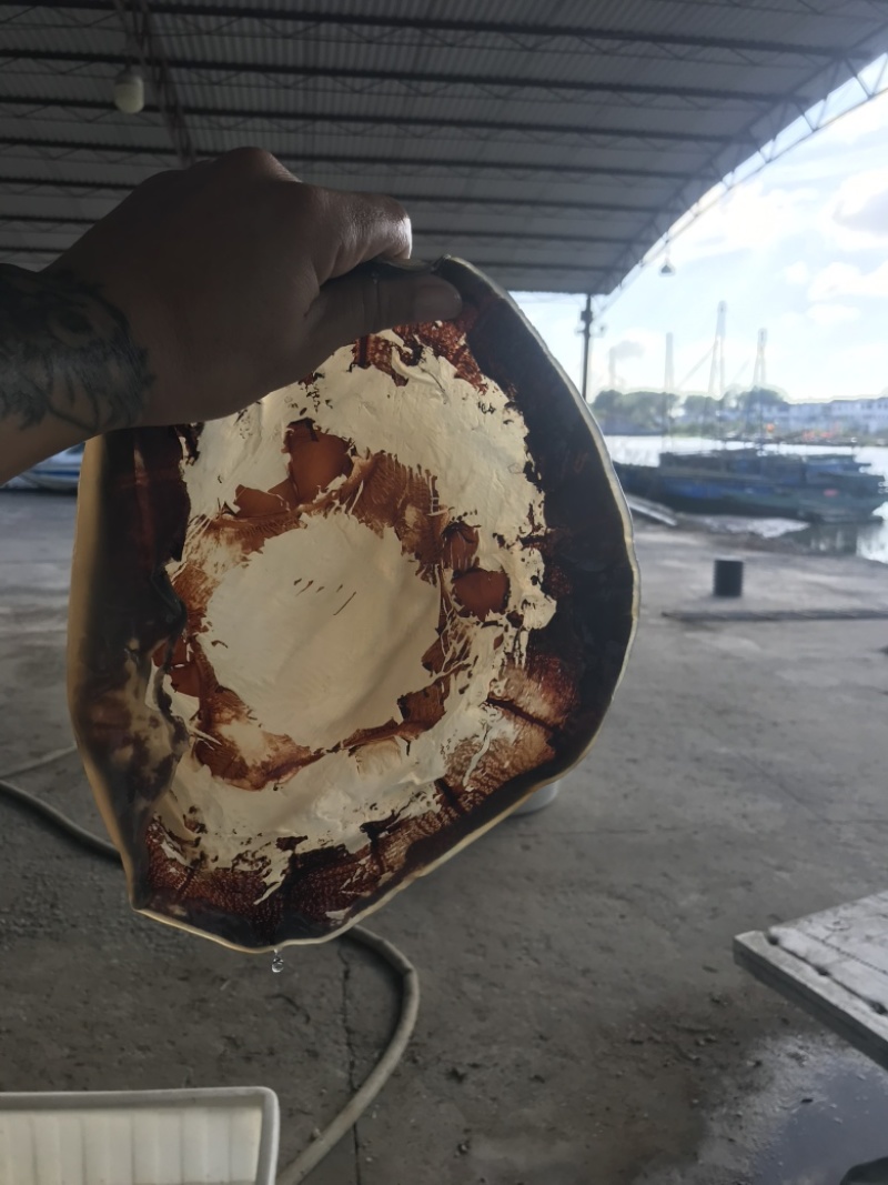正宗黄海海蜇