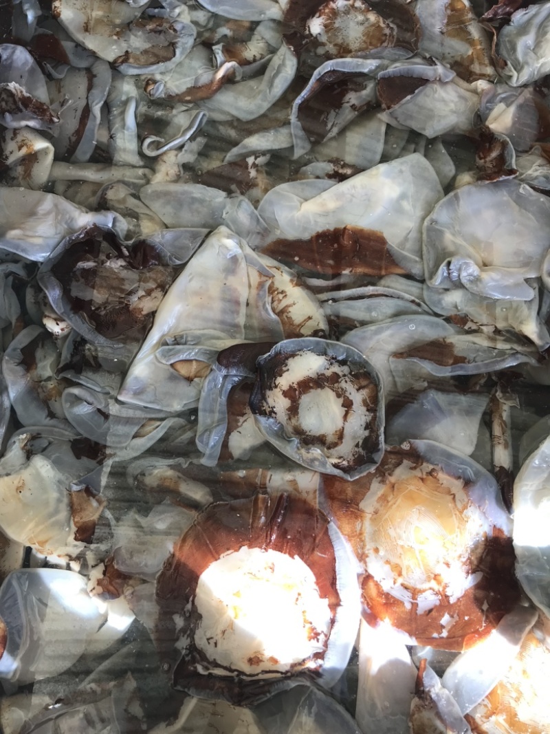 正宗黄海海蜇