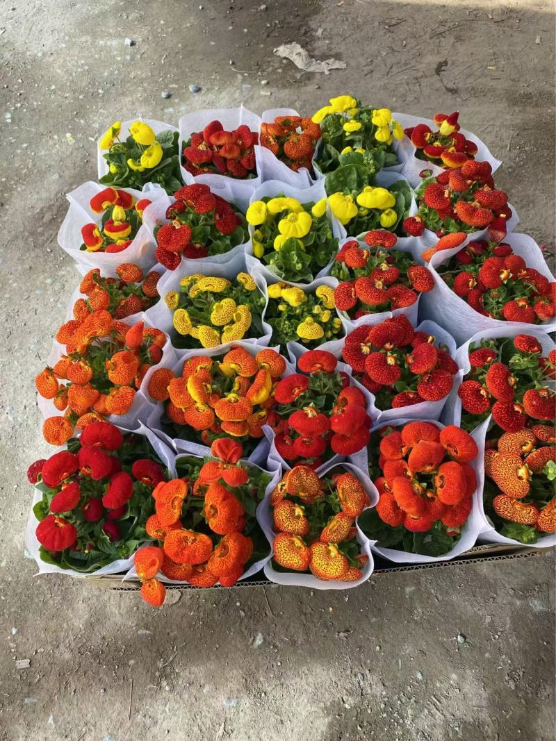 精品蒲包花优质蒲包花基地自产自销
