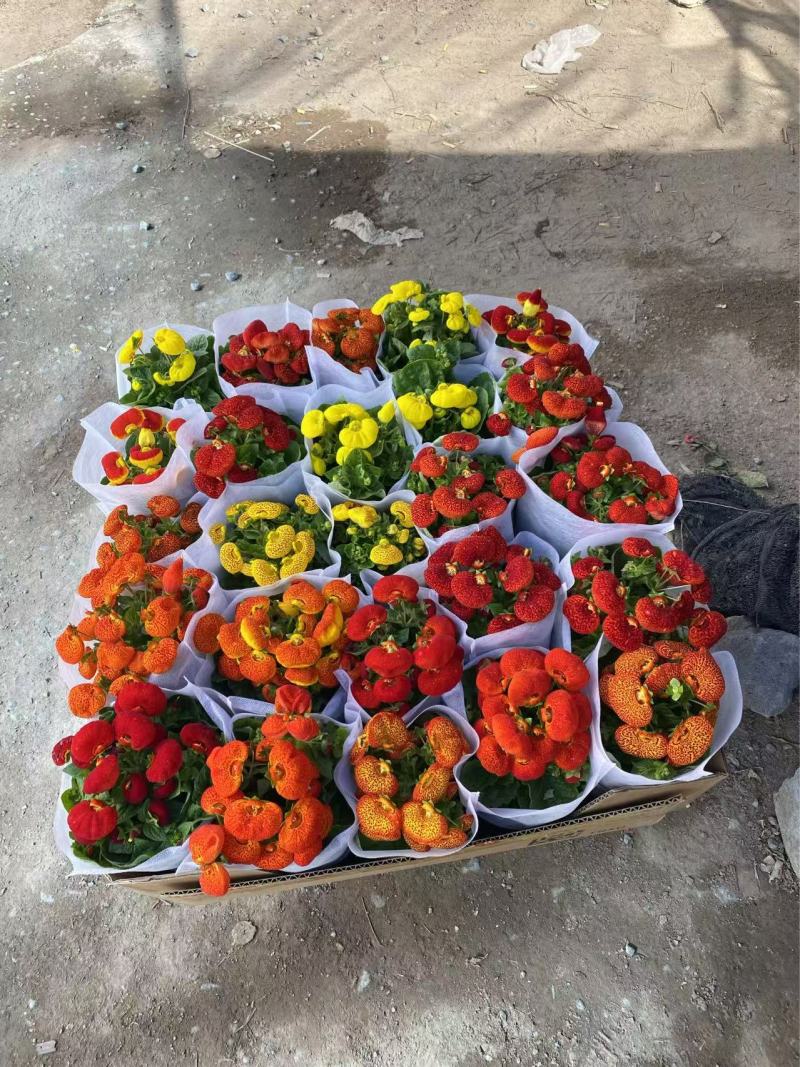 精品蒲包花优质蒲包花基地自产自销