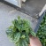 精品冷水花优质冷水花冷水花自产自销