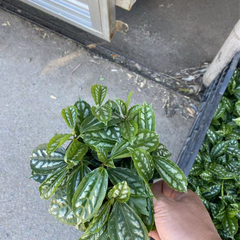 精品冷水花优质冷水花冷水花自产自销