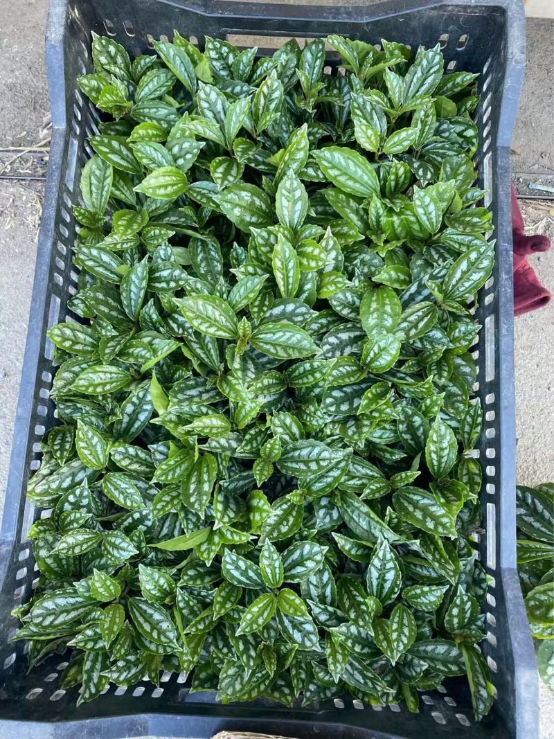 精品冷水花优质冷水花冷水花自产自销
