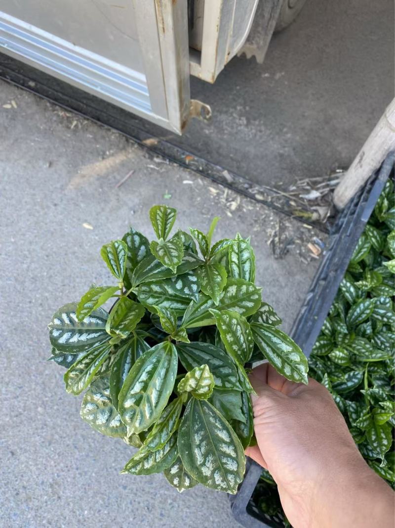 精品冷水花优质冷水花冷水花自产自销