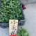 精品冷水花优质冷水花冷水花自产自销