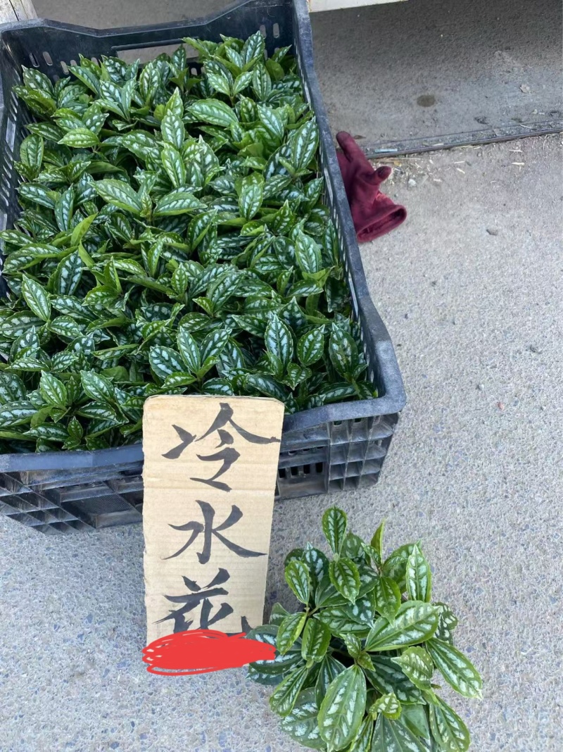精品冷水花优质冷水花冷水花自产自销