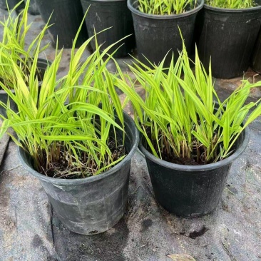 精品箱根草优质香根草箱根草自产自销
