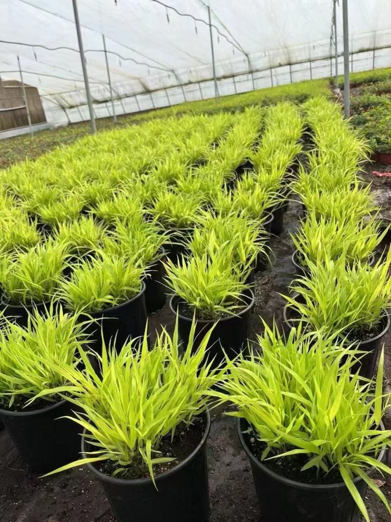 精品箱根草优质香根草箱根草自产自销