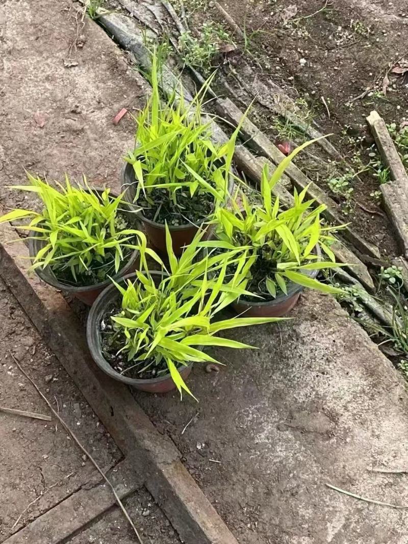 精品箱根草优质香根草箱根草自产自销