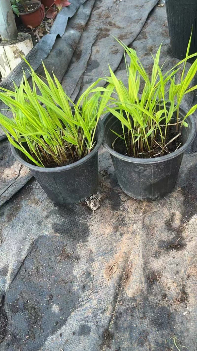 精品箱根草优质香根草箱根草自产自销