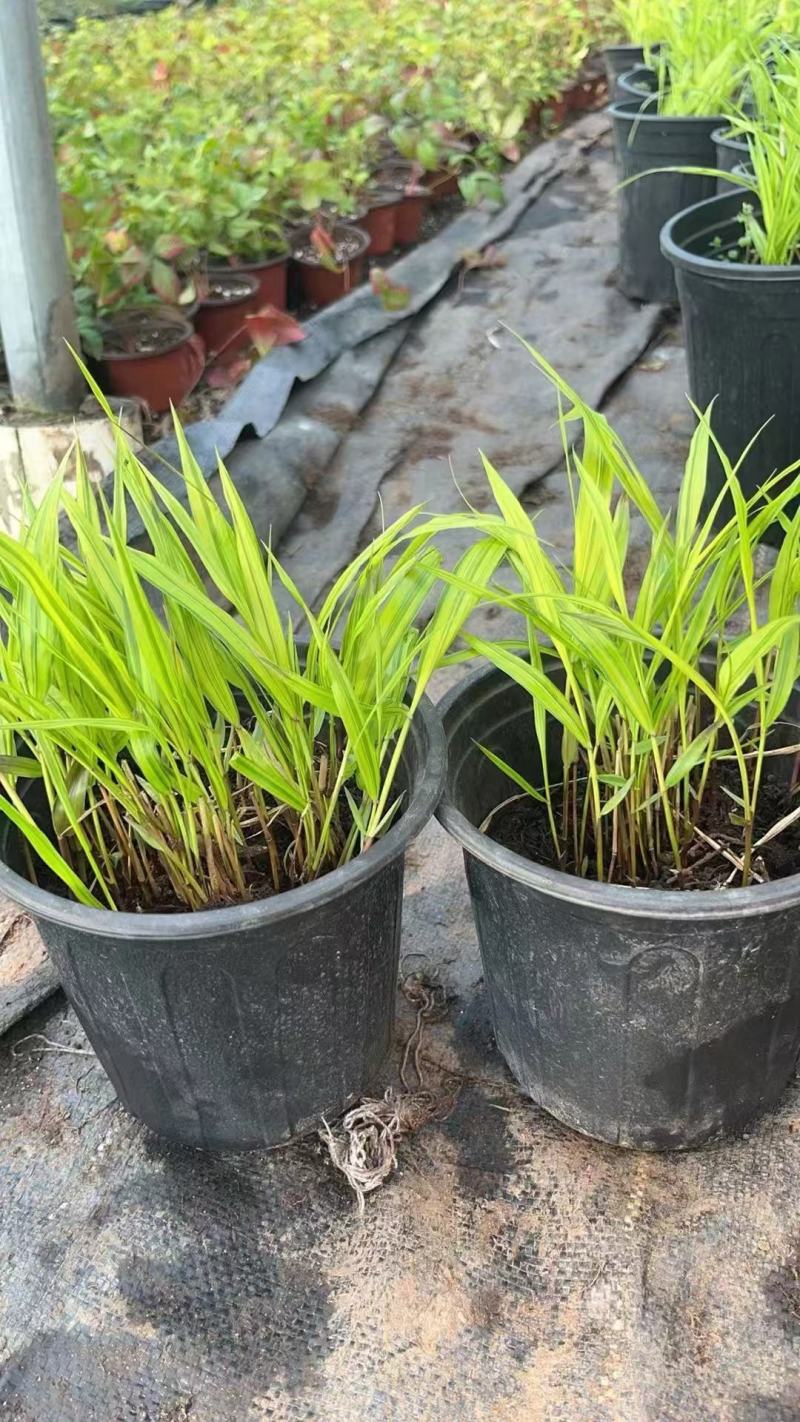 精品箱根草优质香根草箱根草自产自销