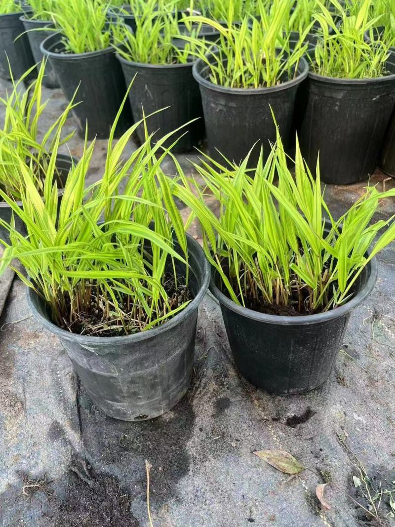 精品箱根草优质香根草箱根草自产自销