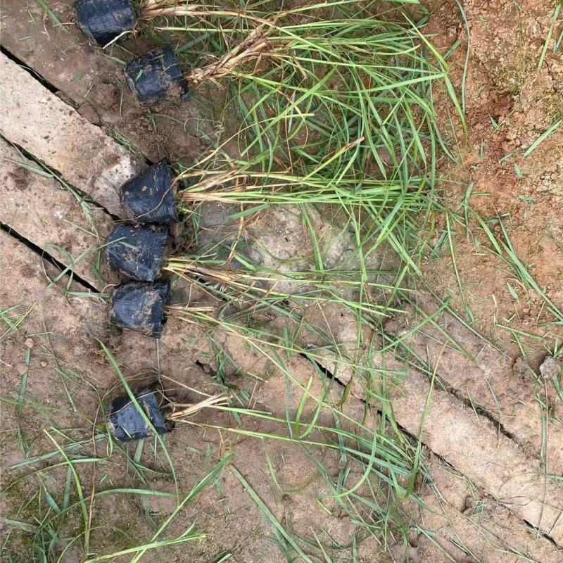 精品东方狼尾草优质东方狼尾草东方狼尾草自产自销
