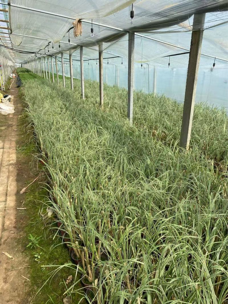 精品花叶蒲苇优质花叶蒲苇自产自销