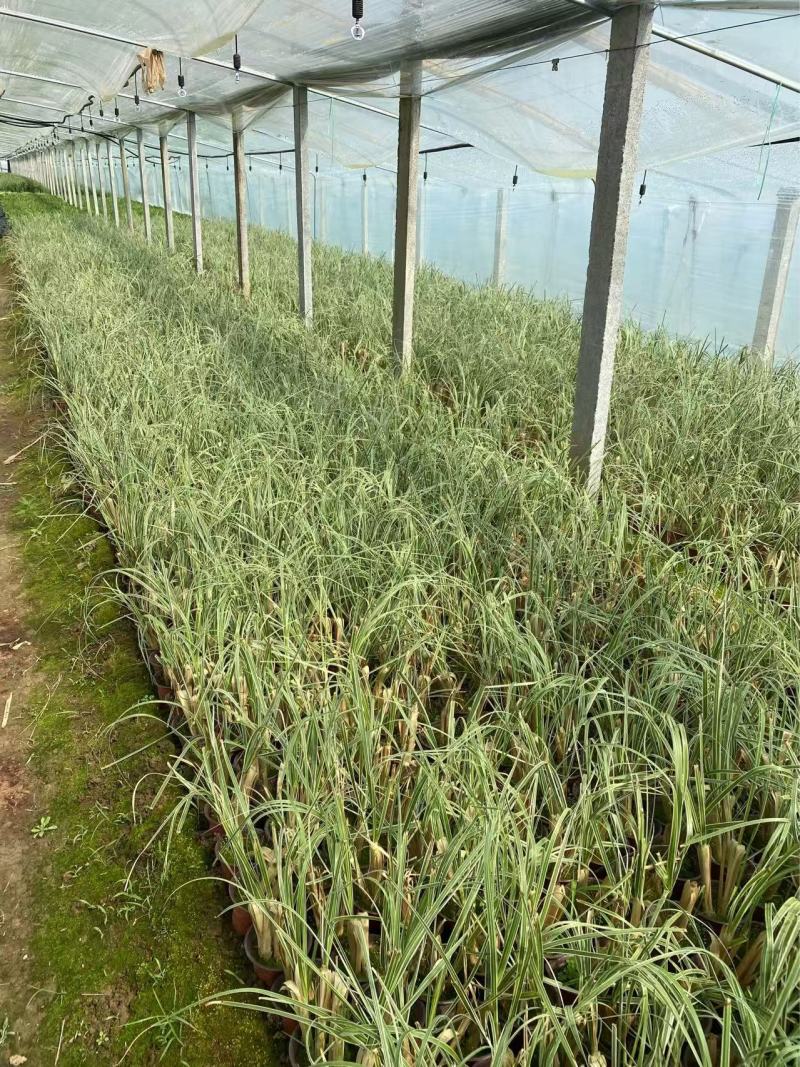 精品花叶蒲苇优质花叶蒲苇自产自销