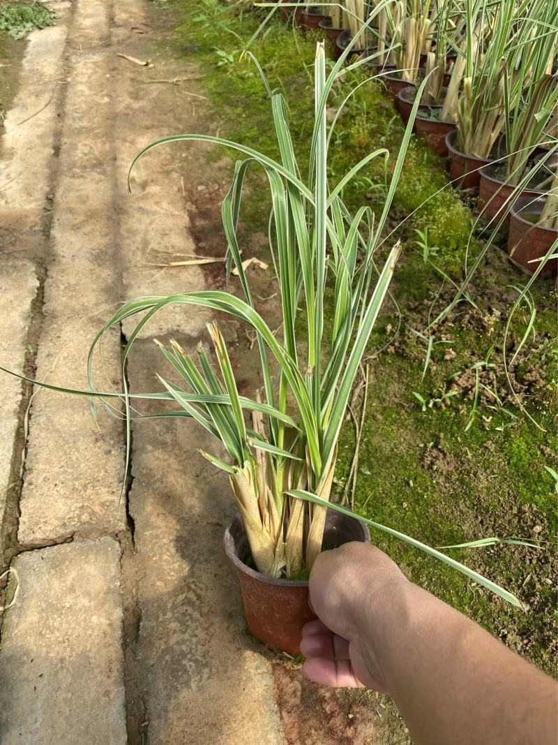 精品花叶蒲苇优质花叶蒲苇自产自销