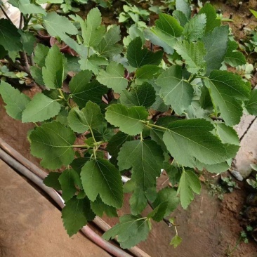 精品无花果优质无花果无花果自产自销
