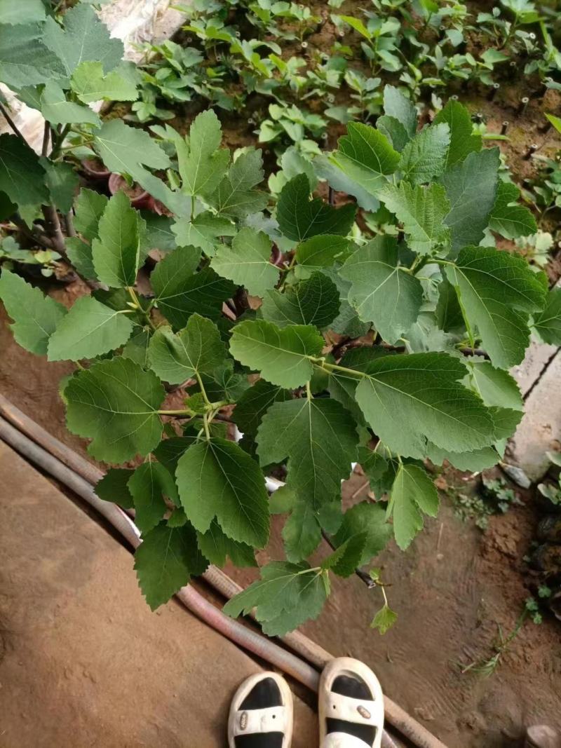 精品无花果优质无花果无花果自产自销