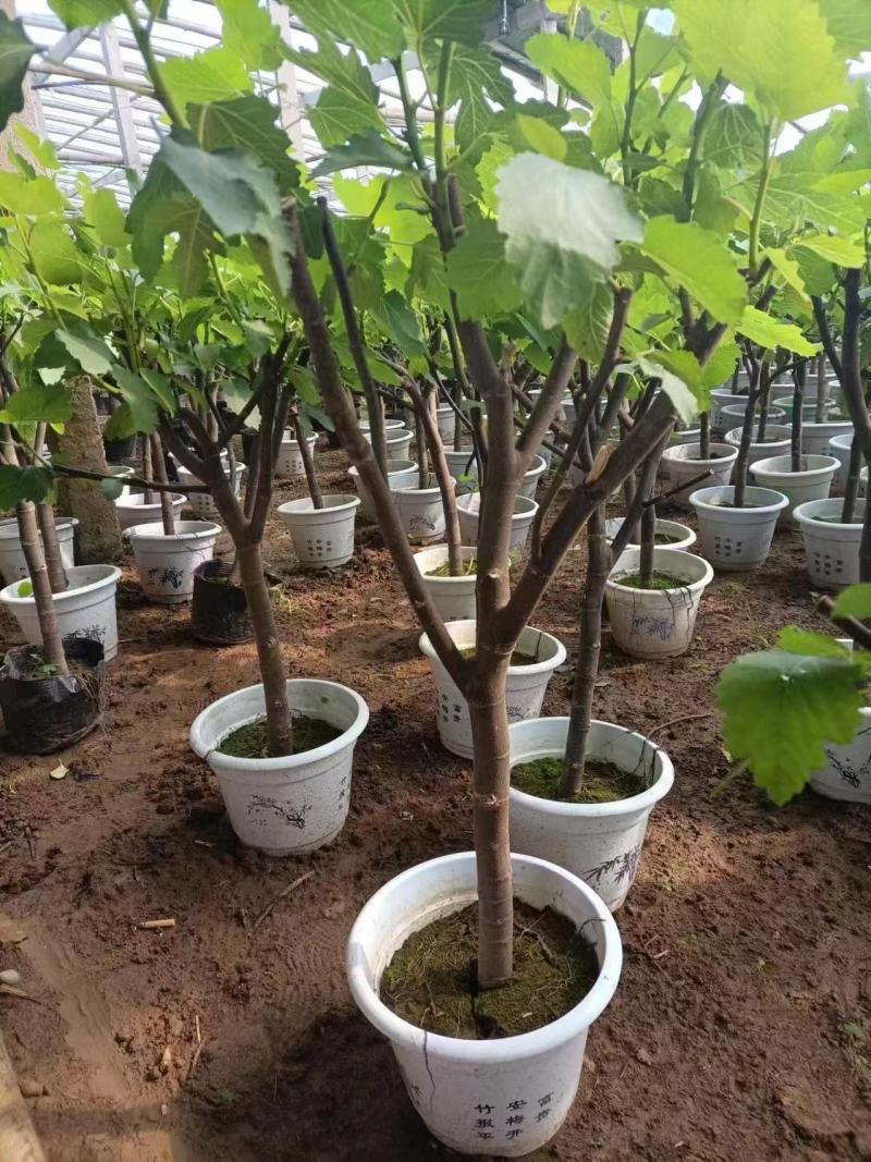 精品无花果优质无花果无花果自产自销