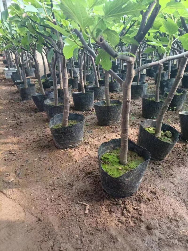 精品无花果优质无花果无花果自产自销