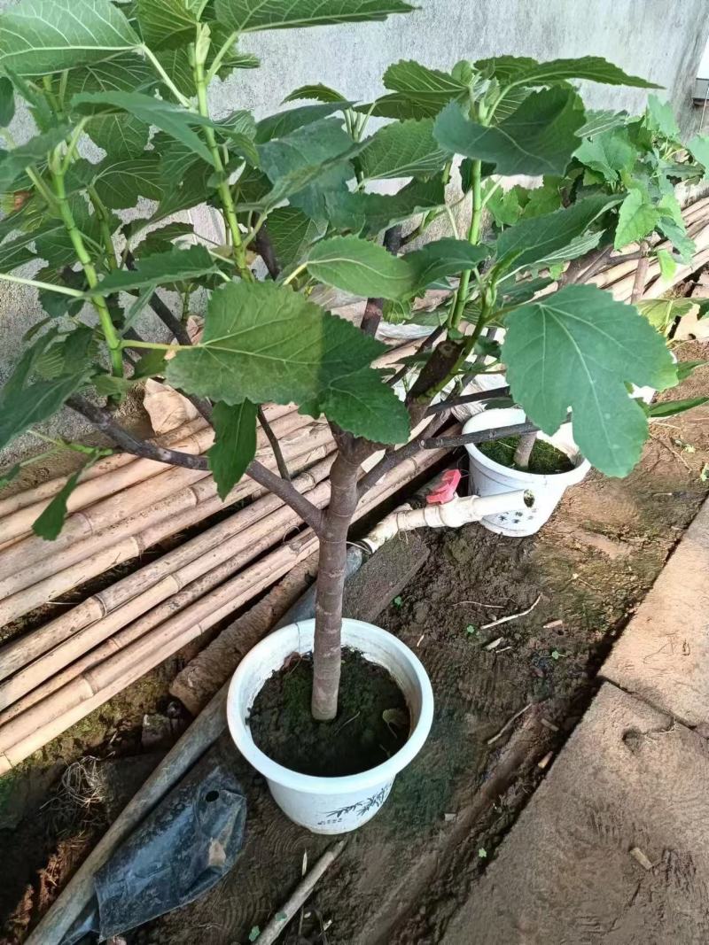 精品无花果优质无花果无花果自产自销