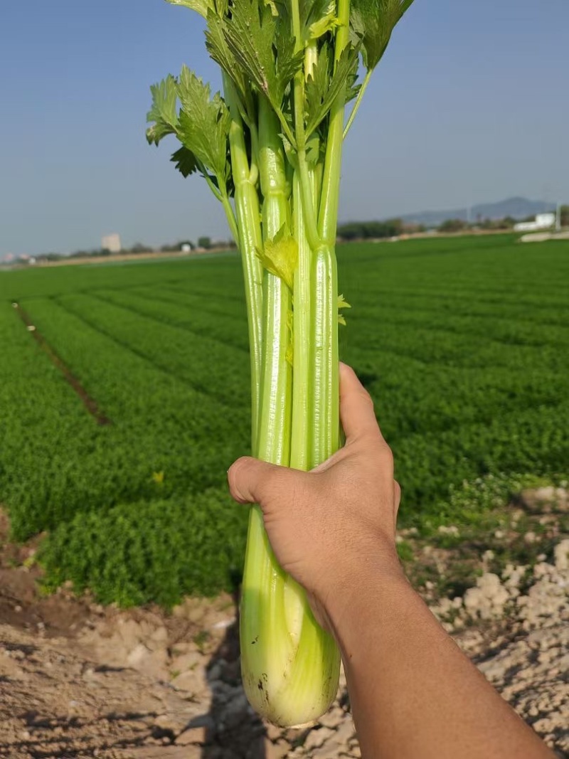 西芹