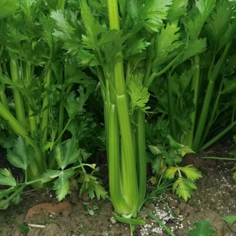 西芹