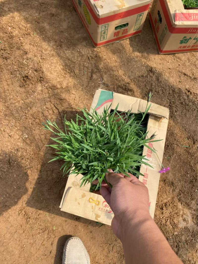 精品欧石竹优质欧石竹欧石竹自产自销欧石
