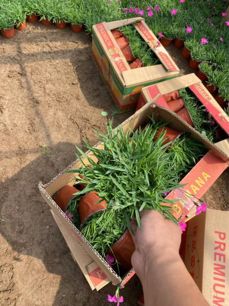 精品欧石竹优质欧石竹欧石竹自产自销欧石