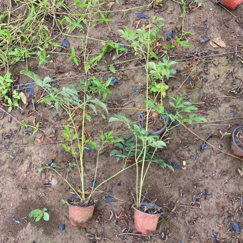 精品落新妇优质落新妇种植基地