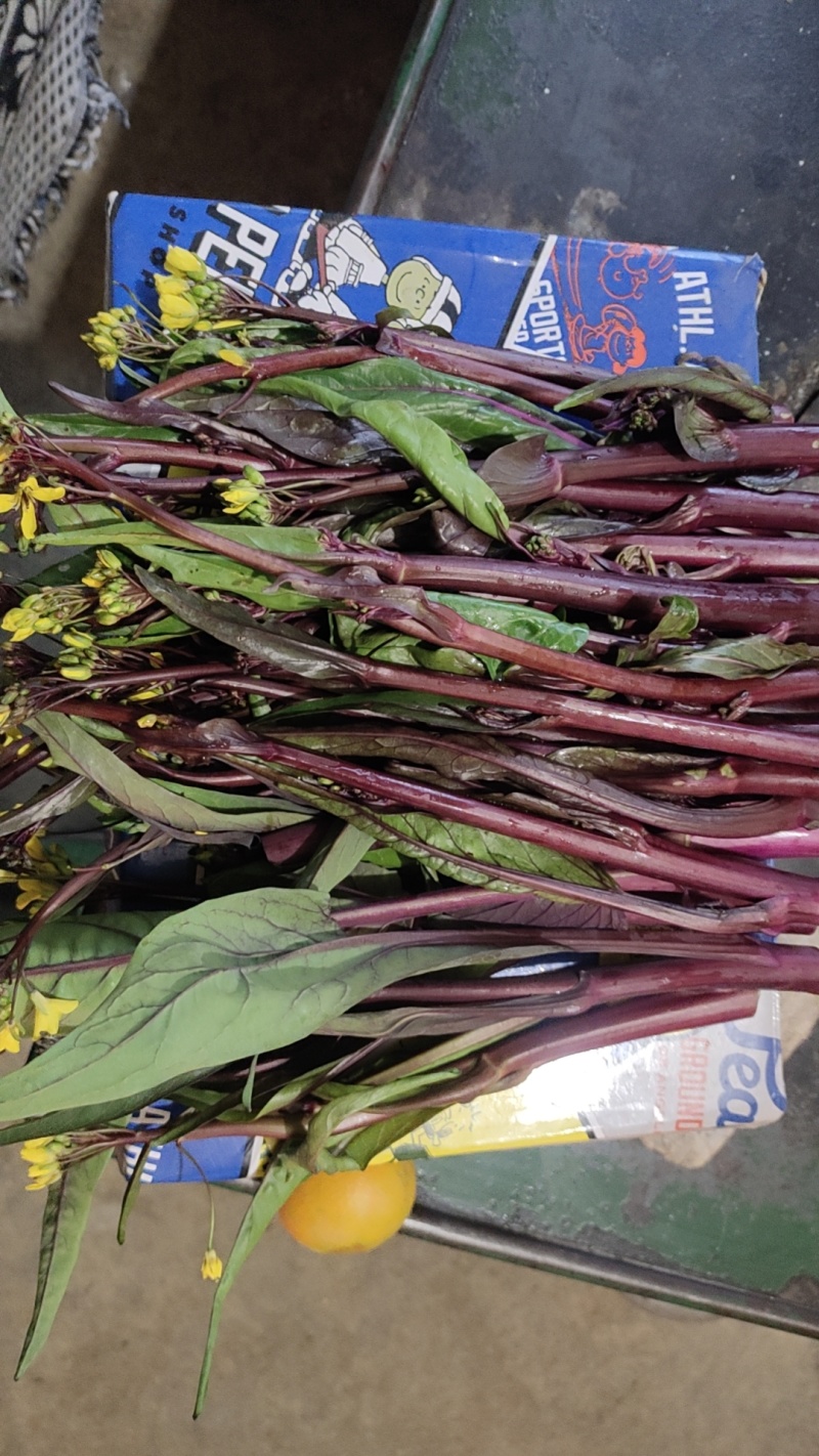 有红菜苔量大批发地址贵阳市乌当区