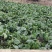 有红菜苔量大批发地址贵阳市乌当区
