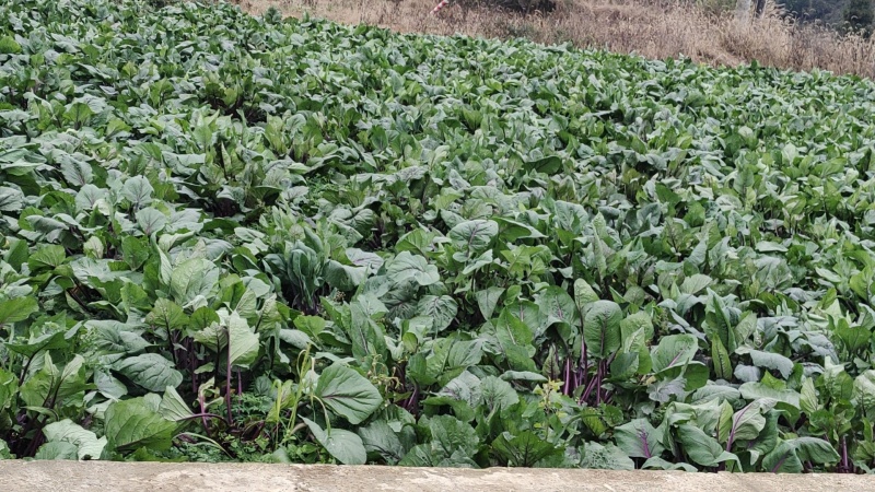 有红菜苔量大批发地址贵阳市乌当区