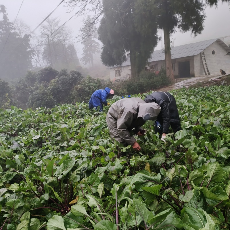 有红菜苔量大批发地址贵阳市乌当区
