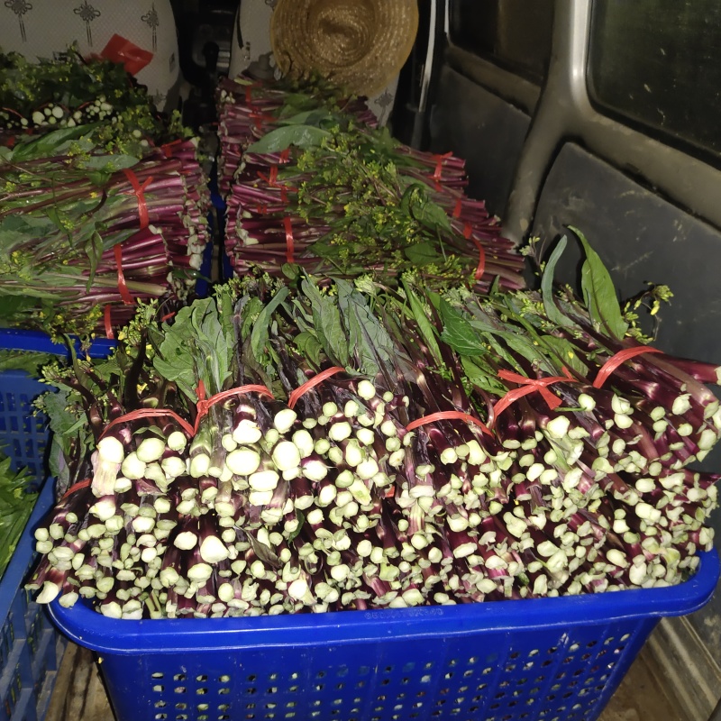 有红菜苔量大批发地址贵阳市乌当区